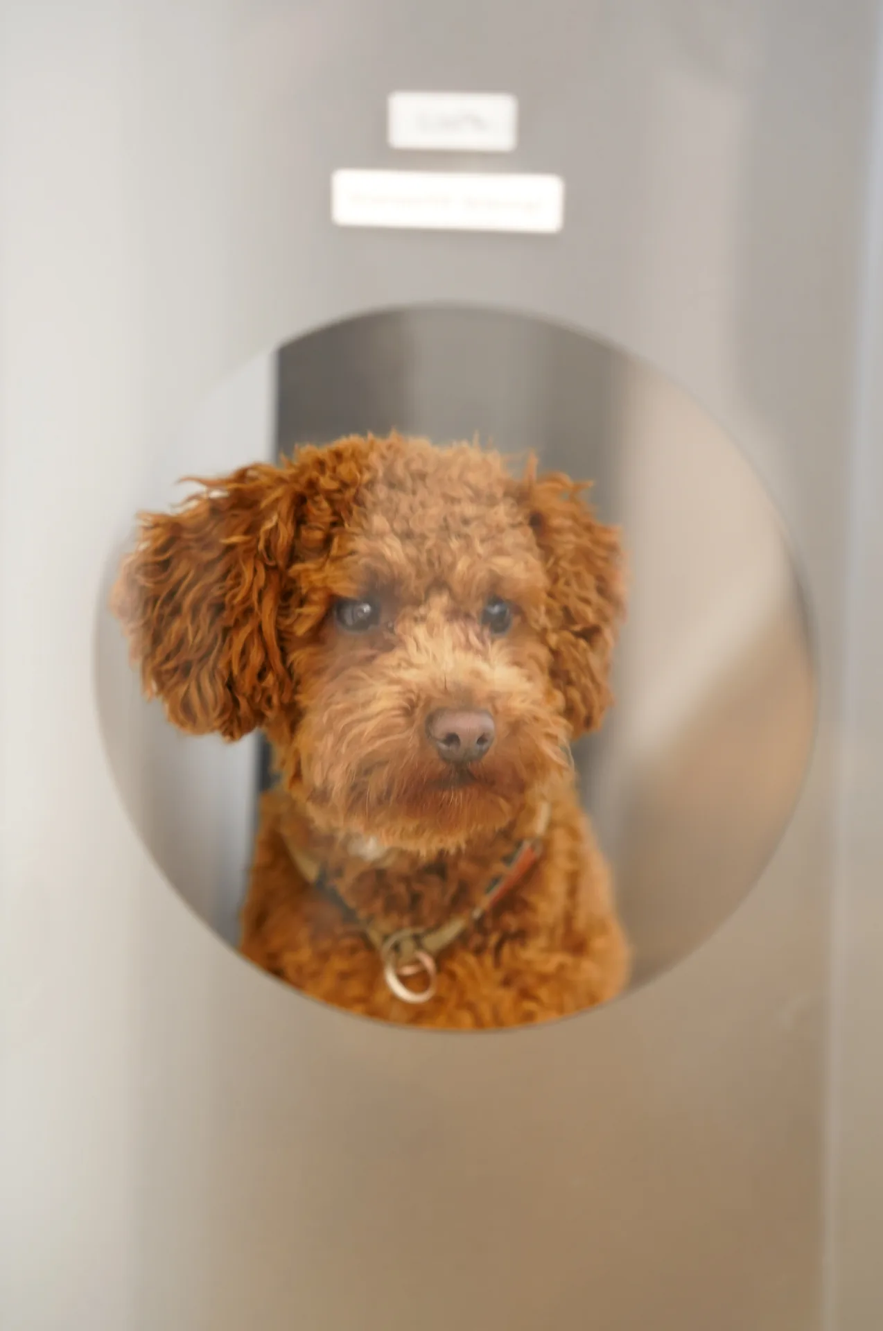 Merlin – Feelgood Manager und Practicehund Nessenius Therapie München